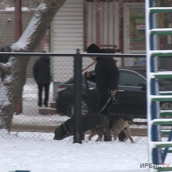 Павлодарда жыл басынан бері 700 қаңғыбас ит ұсталды