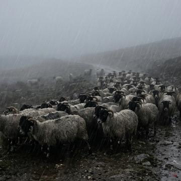 Павлодар облысында полицей жоғалған малды табуға көмектесті