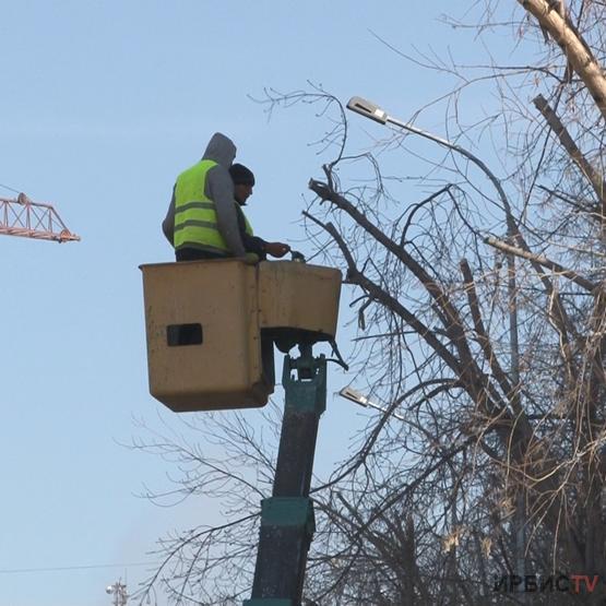 Павлодарда ағаштарды санитарлық кесуден өткізуге қанша қаржы бөлінді?