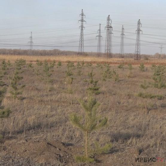 Ақсу қаласына арнайы солтүстік өңірге жерсінген 3000 түп ағаш отырғызылды