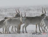 Желтоқсанның 1-інен Қазақстан бойынша «Ақбөкен» акциясы басталады