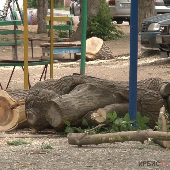 «Ағаштарды сау ма, ауру ма қарамай кесіп жатыр!»