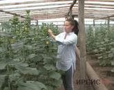 Павлодарлық жас кәсіпкер грант ұтып алып, қияр өсіре бастаған