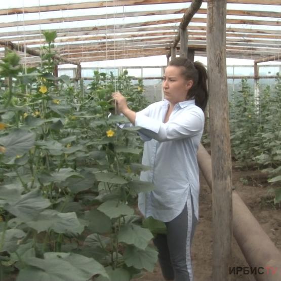 Павлодарлық жас кәсіпкер грант ұтып алып, қияр өсіре бастаған