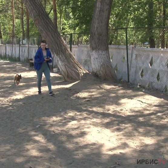 Павлодарда биыл екі ит қыдыртатын орын пайда болмақ