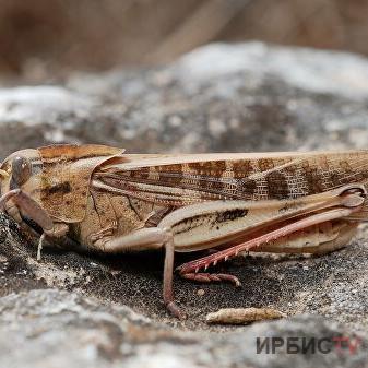 Павлодар облысында шегірткелердің шамадан тыс көп болуы күтілмейді