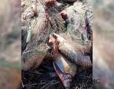 Павлодар облысында енді балық аулауға рұқсат