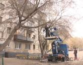 Павлодардағы қураған ағаштарды кесуге 60 миллион теңге жұмсалады
