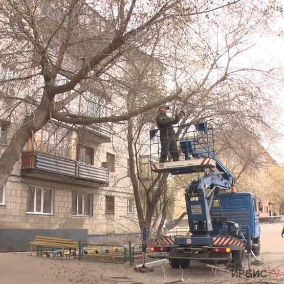 Павлодардағы қураған ағаштарды кесуге 60 миллион теңге жұмсалады