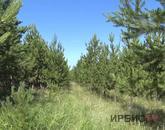 Павлодардағы қоғамдық тәлімбақта өсірілген ағаш көшеттері тегін таратылады