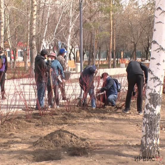 Павлодарда «Естелік бағы» отырғызылды