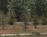 Павлодарда ағаш кесуге мораторий жариялау керек