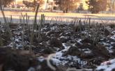 Павлодар көшелеріне 83 миллионға раушан гүлдері отырғызылды
